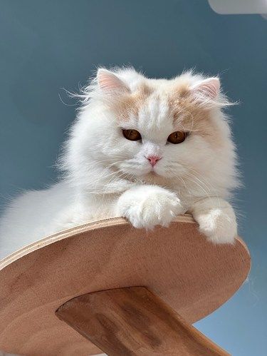 藏在绳金塔旁的治愈猫咖，被我发现啦[微笑]