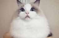 适合家养的八种宠物猫，它们将成为你的最佳伙伴