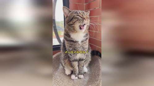 当我和猫玩123木头人的时候，萌宠狸花猫