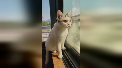 当年的调皮小伙子现在长成了大叔 ，肥猫日常