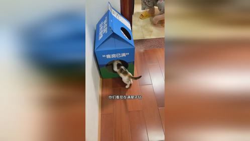 当初捡它的时候是不是没把它脑子一起捡了，怎么净找大猫干架啊