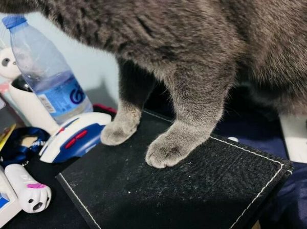 猫咪补钙的 5 大误区，90% 的铲屎官都做错了！科学补钙全攻略