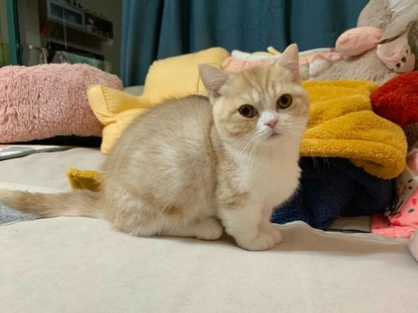 猫咪补钙的 5 大误区，90% 的铲屎官都做错了！科学补钙全攻略