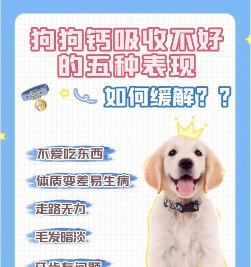 如何正确地给宠物狗狗补钙（掌握正确的方法，让狗狗健康成长）