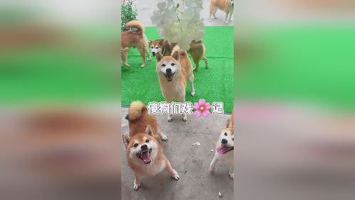 欢迎收看傻狗们戏花记！