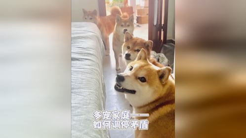 多宠家庭如何调解矛盾？——派妈实操