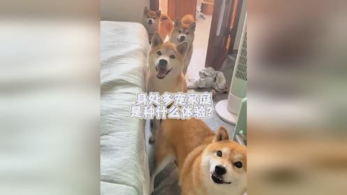 沉浸式体验多宠家庭｜欢乐与烦恼并存