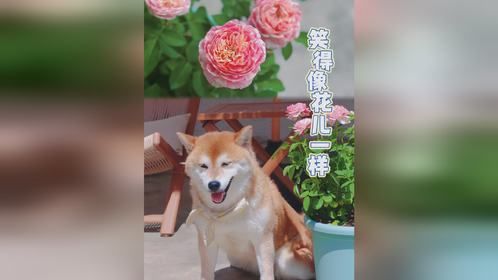 宠物成长计划｜夏天是柴柴们开怀大笑的季节