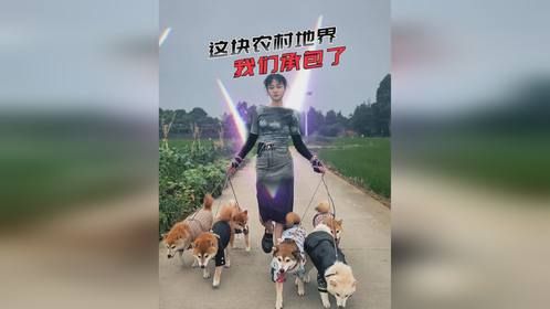 “承包”农村地界，以后出门有狗罩着了