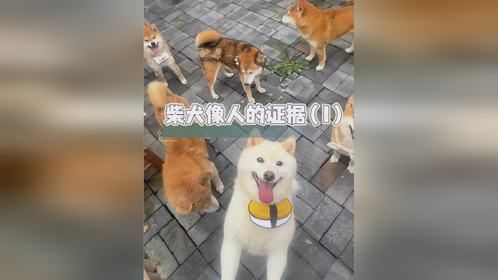 破案了我找到了柴犬像人类的“铁证”（1）