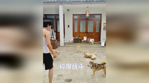 极限战斗：一天内给13只狗洗澡