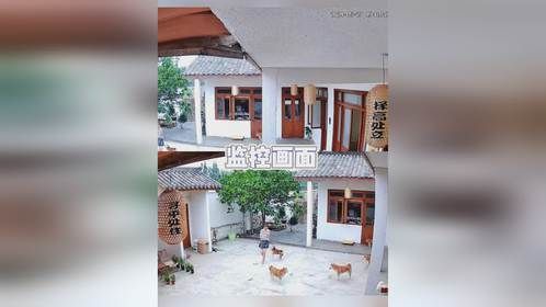 养了十三只阿柴才知道，每只狗的性格都不同