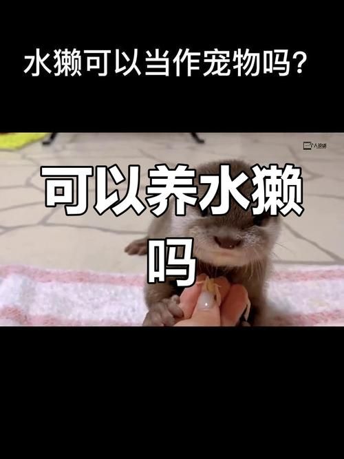 养殖水獭-养殖水獭可以当宠物吗