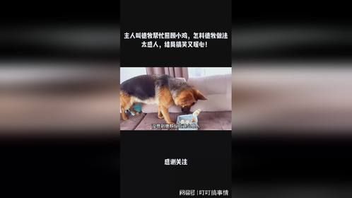 主人叫德牧帮忙照顾小鸡，怎料德牧做法太感人，结局搞笑又暖心！