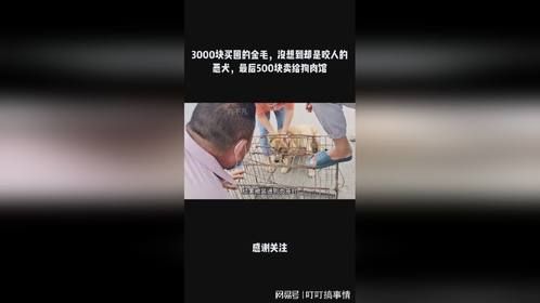 3000块买回的金毛，没想到却是咬人的恶犬，最后500块卖给狗肉馆