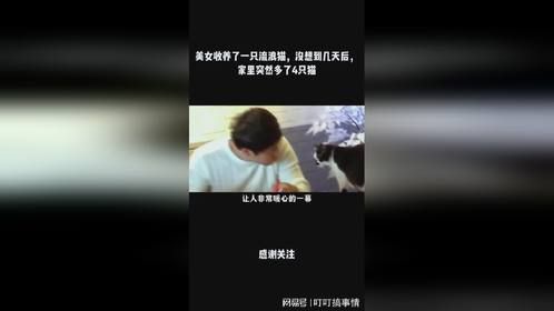 美女收养了一只流浪猫，没想到几天后，家里突然多了4只猫