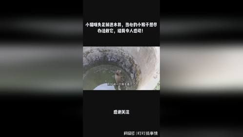小猫咪失足掉进水井，热心的小猴子想尽办法救它，结局令人感动！