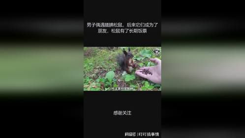 男子偶遇腼腆松鼠，后来它们成为了朋友，松鼠有了长期饭票