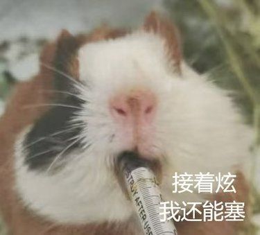 怎么会有豚鼠这么可爱的生物