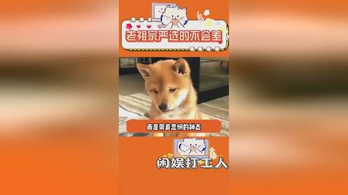 老祖宗严选的不会差