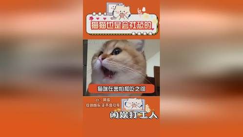 猫猫也会社恐的