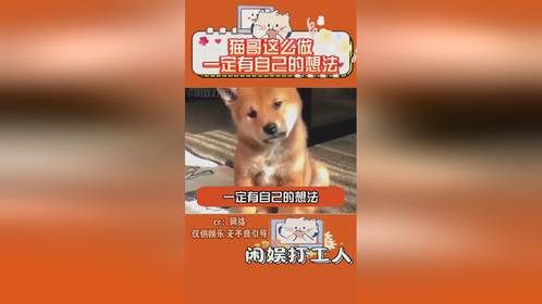 猫哥这么做一定有自己的想法