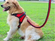 训犬学校-长沙宠物训练中心