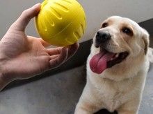 长沙开福较好的宠物训练学校 宠物培训基地找政嘉训犬-服务热线