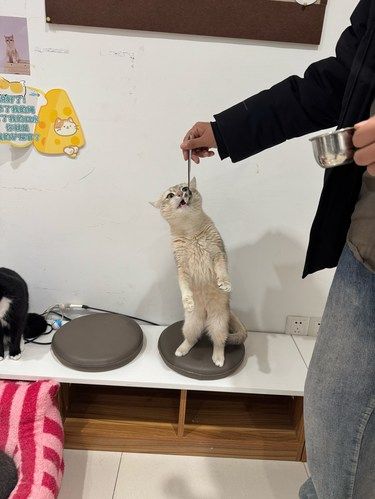 又是撸猫的一天