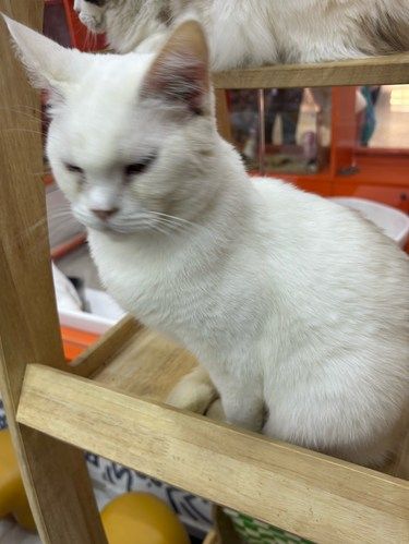 猫咪天地～宠物乐园