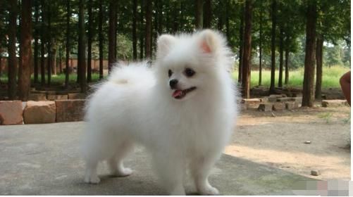 博美犬的正确饲养方式，听说乖巧又可爱的博美智商还很高呢！