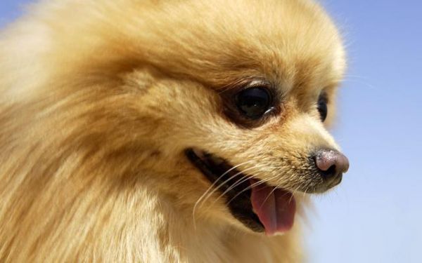 博美犬的正确饲养方式，听说乖巧又可爱的博美智商还很高呢！