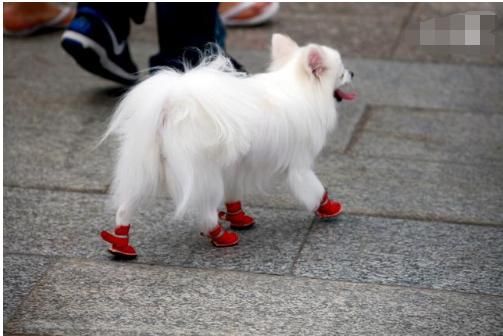 博美犬的正确饲养方式，听说乖巧又可爱的博美智商还很高呢！