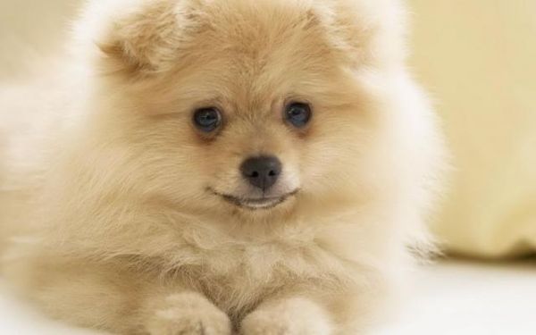 博美犬的正确饲养方式，听说乖巧又可爱的博美智商还很高呢！