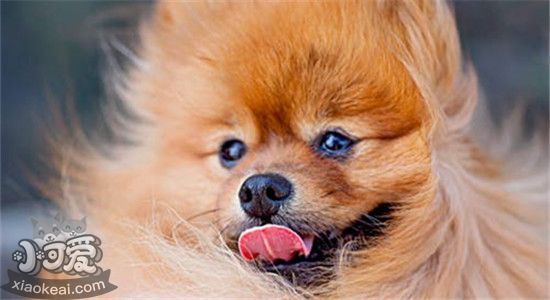 好看的超小型犬有什么 这三种绝对可爱到爆炸