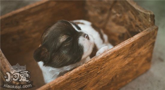 好看的超小型犬有什么 这三种绝对可爱到爆炸