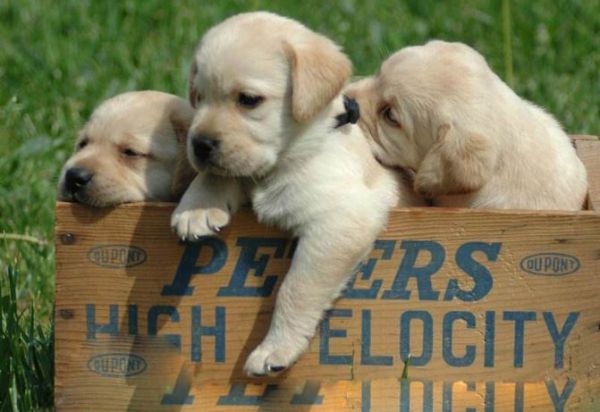 全球六大萌犬排行榜 比熊犬最受欢迎，二哈榜上有名