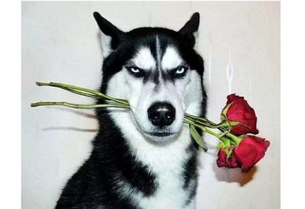 全球六大萌犬排行榜 比熊犬最受欢迎，二哈榜上有名
