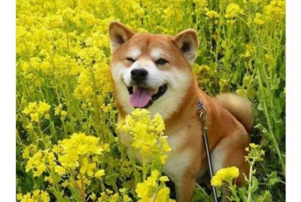 全球六大萌犬排行榜 比熊犬最受欢迎，二哈榜上有名