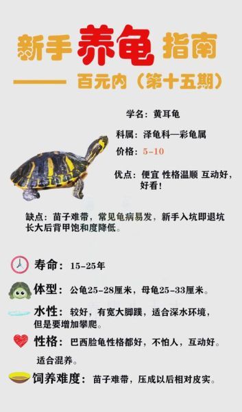龟的价格排名 各种龟的价格表