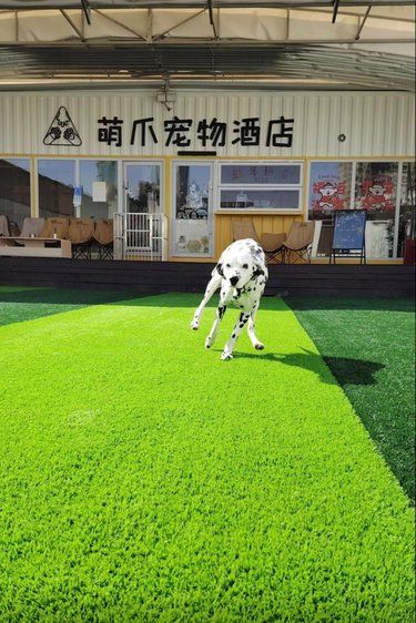 狗狗的快乐，我的快乐
