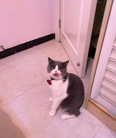 懒懒猫咪日常～