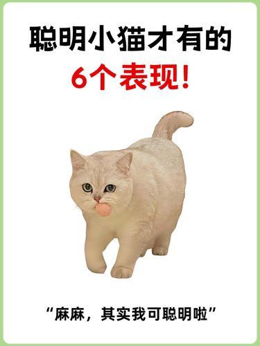 猫咪智商大揭秘！