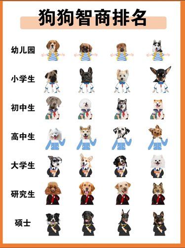 狗狗智商排行榜，你家的狗在哪？（右滑看品种）