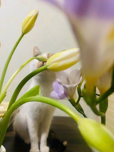 家里又添新花朵啦