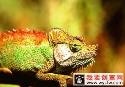 饲养变色龙要注意什么