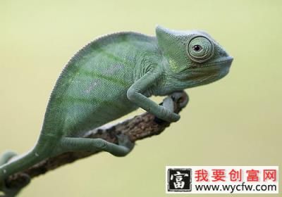 饲养变色龙要注意什么