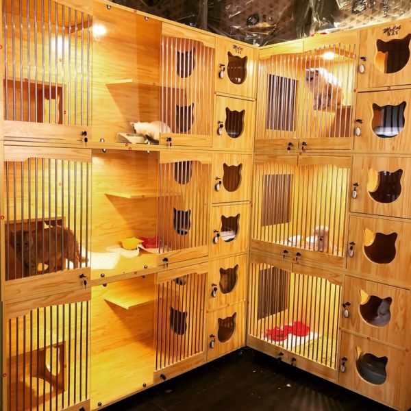 猫咪生化全套检查项目有哪些