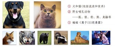 解读宠物生化12项,常见问题解答