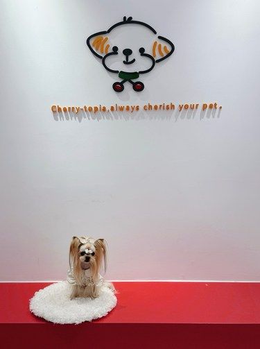 沈阳 | 我爱的宠物店在沈河开新店啦